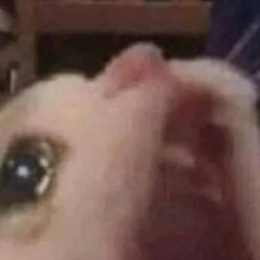 chat with ai character: crying cat