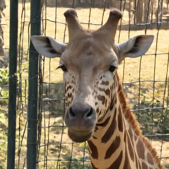 chat with ai character: Madame Underwhelm