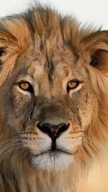 ai character: mufasa background