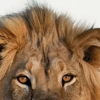 chat with ai character: mufasa