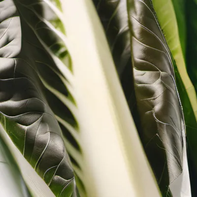chat with ai character: Romaine lettuce