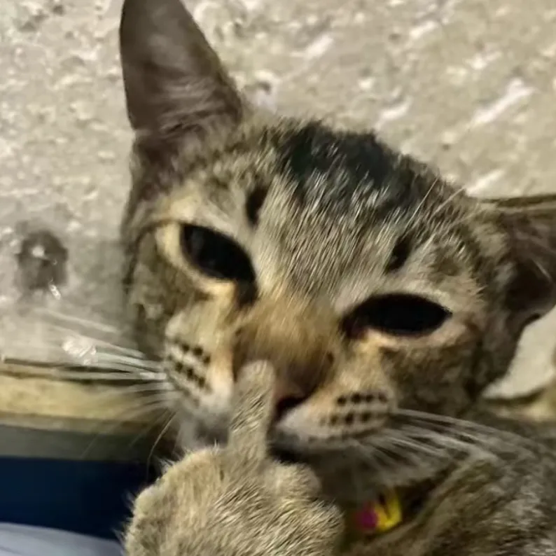 chat with ai character: Cat