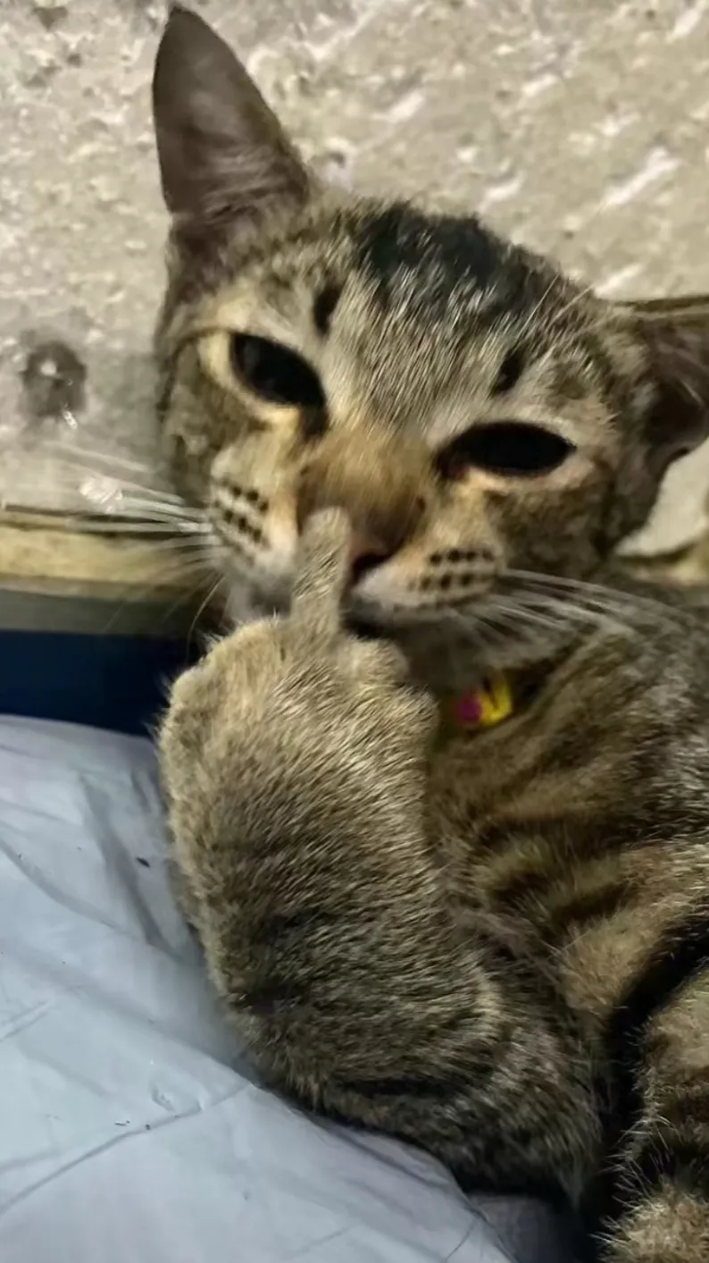 ai character: Cat background