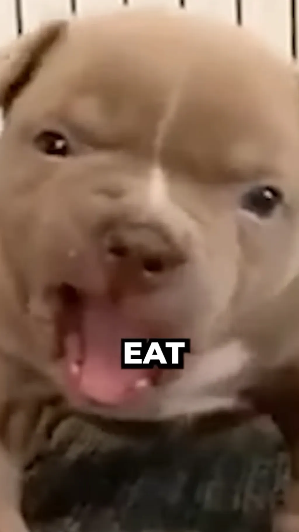 ai character: Mad dog background