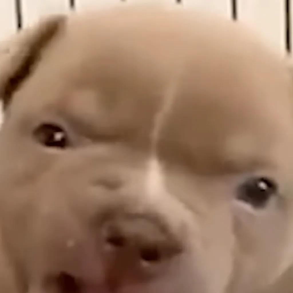 chat with ai character: Mad dog