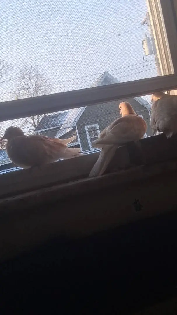 ai character: doves background