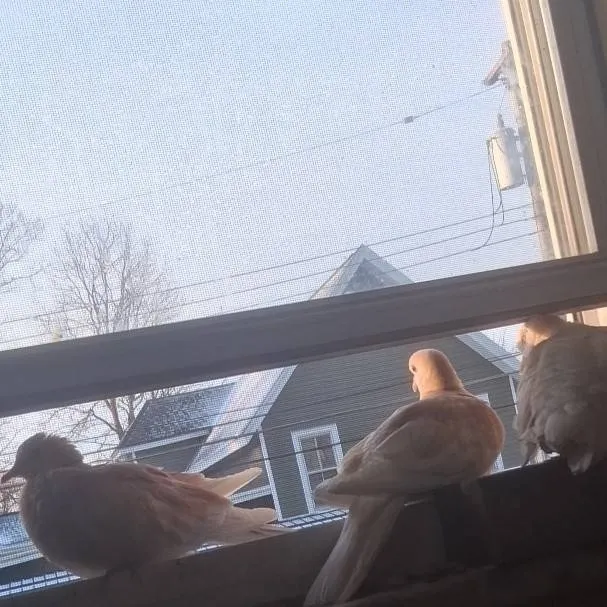 chat with ai character: doves