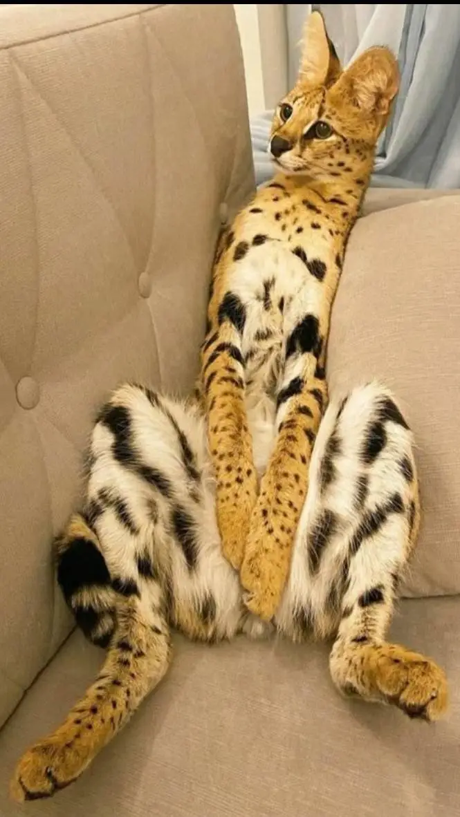 Talkie AI - Chat with serval pack 
