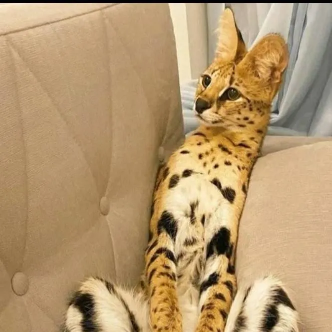 chat with ai character: serval pack 