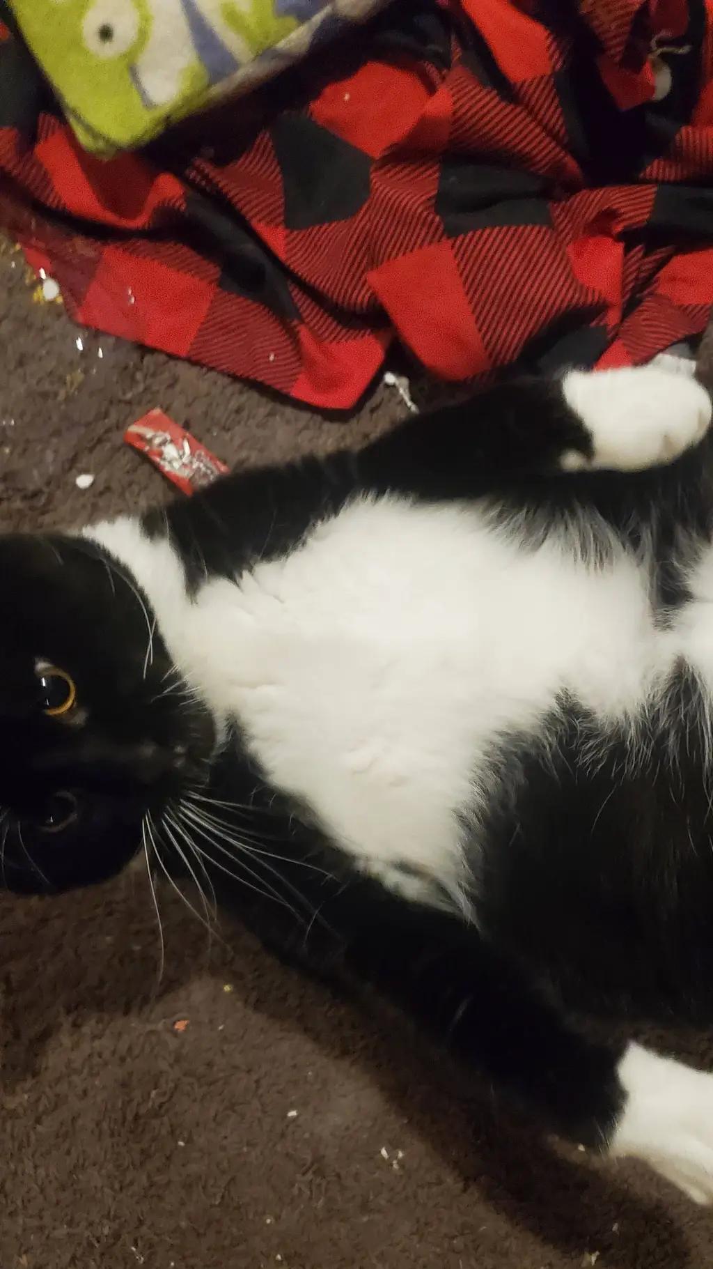 ai character: my cat background