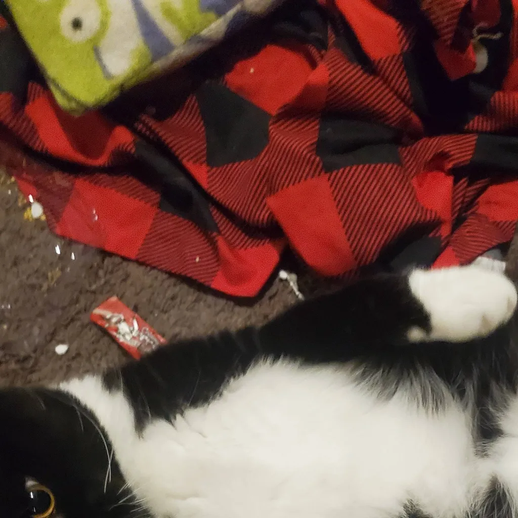 chat with ai character: my cat