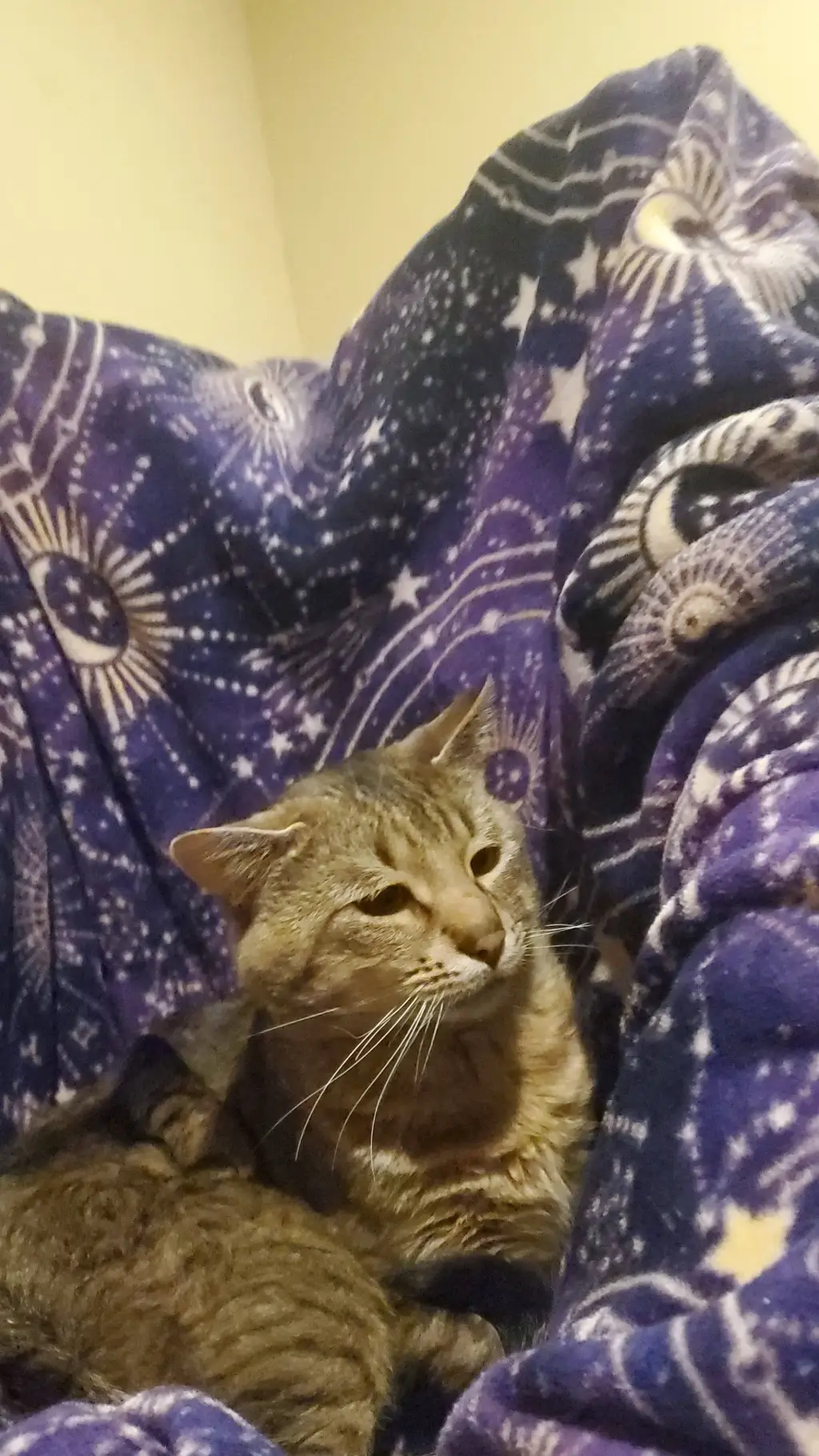 Talkie AI - Chat with My second cat