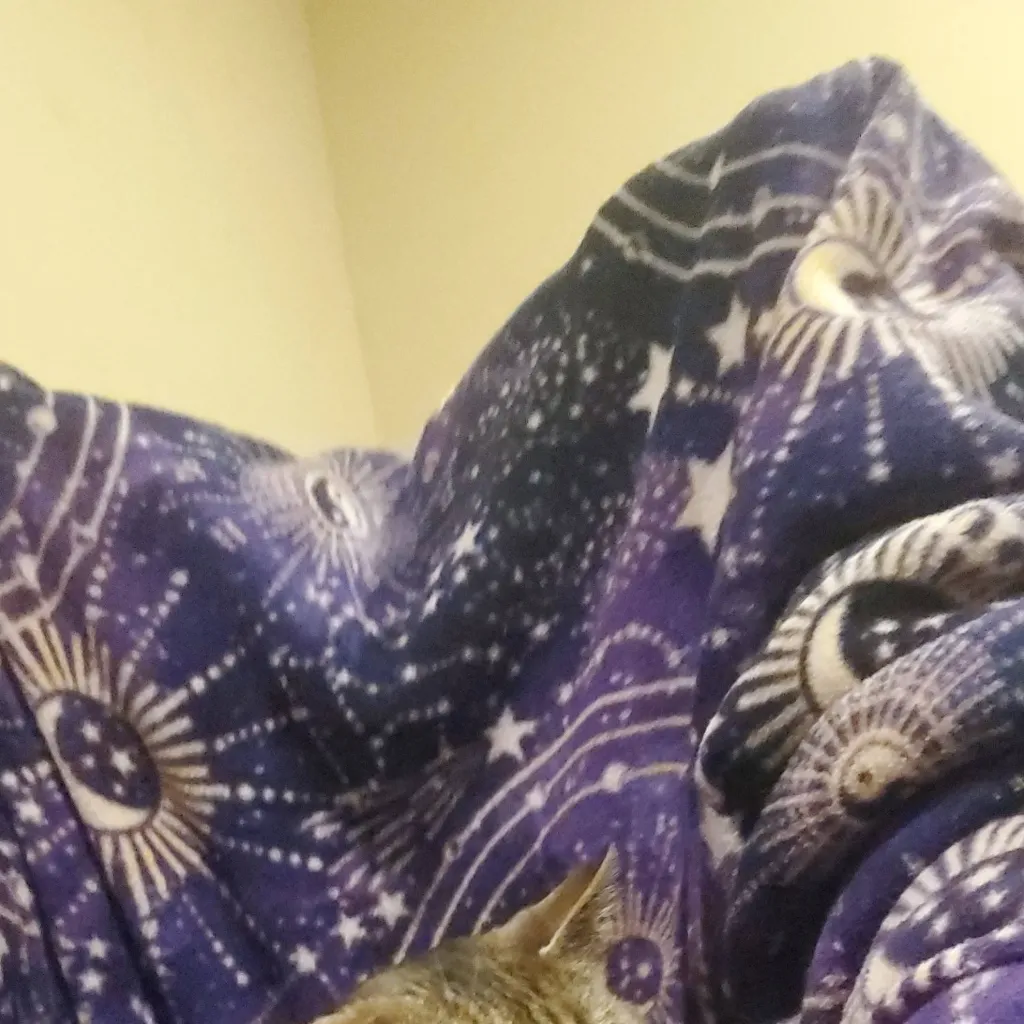 chat with ai character: My second cat