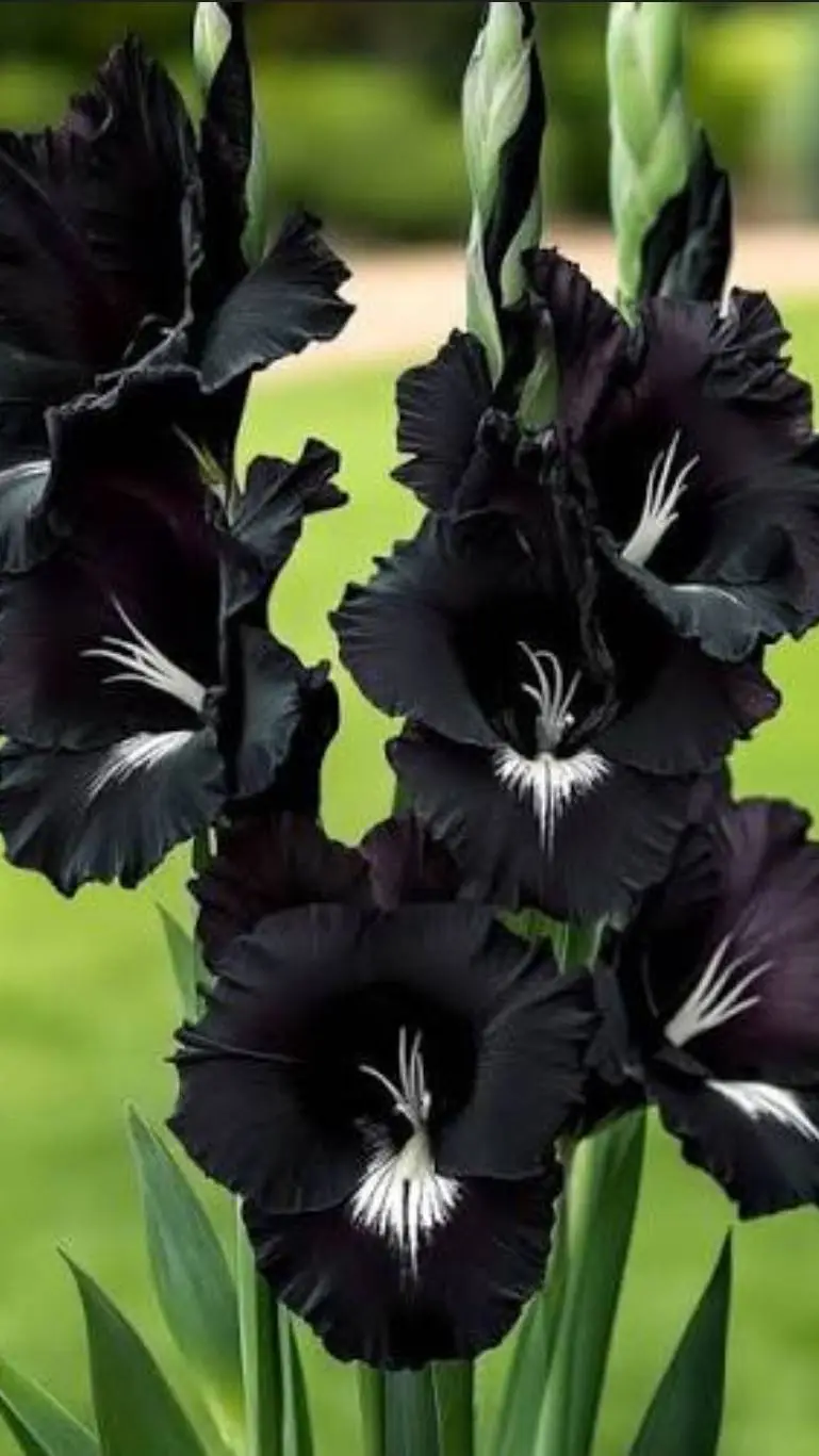 ai character: MIDNIGHT STAR GLAD background