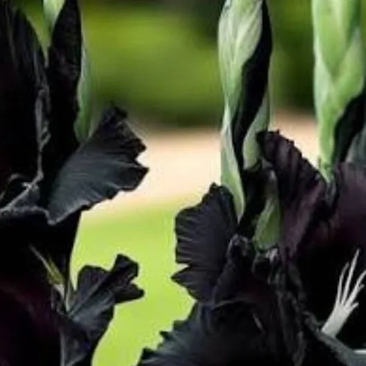 chat with ai character: MIDNIGHT STAR GLAD