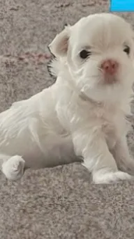 ai character: Henry cutie puppy  background