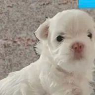 chat with ai character: Henry cutie puppy 
