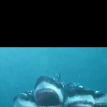 chat with ai character: 5-headed shark 