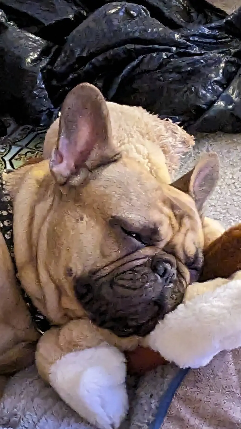 ai character: sleeping doggy background