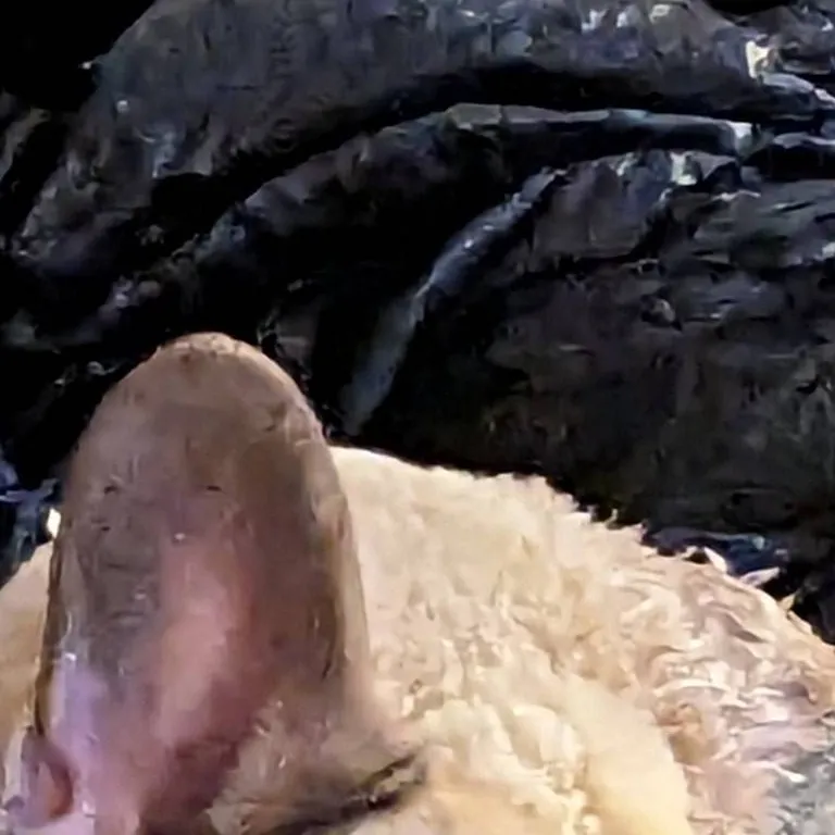 chat with ai character: sleeping doggy