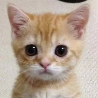 chat with ai character: el gato 