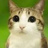 chat with ai character: meowl