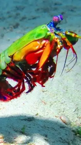 ai character: Mr Mantis Shrimp  background