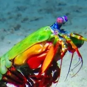 chat with ai character: Mr Mantis Shrimp 