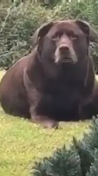 ai character: bear dog  background