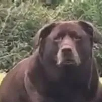 chat with ai character: bear dog 