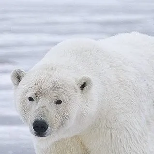 chat with ai character: Mr Polar Bear 