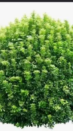 ai character: a bush background