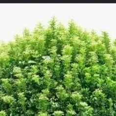 chat with ai character: a bush