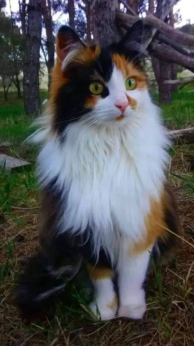 ai character: Calico-Buity background