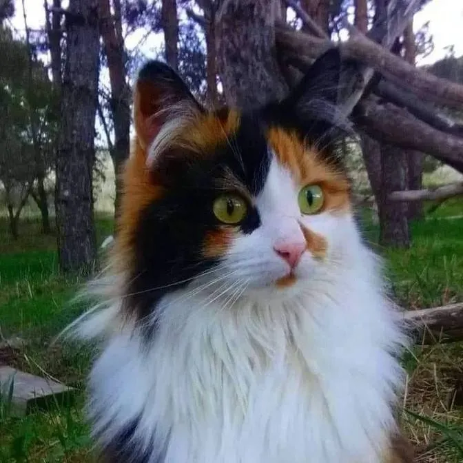 chat with ai character: Calico-Buity