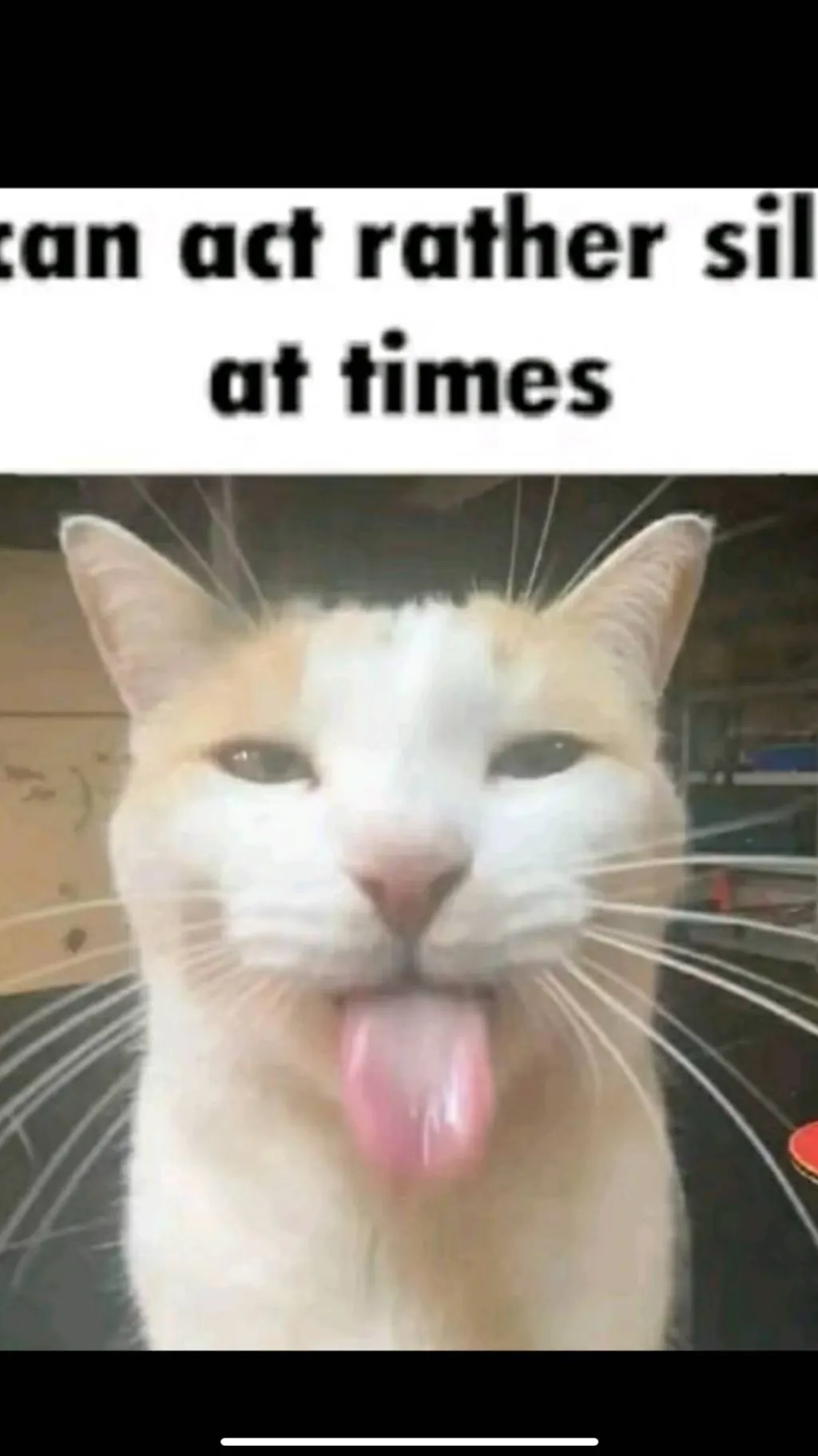 ai character: Cat background