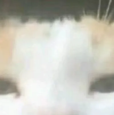 chat with ai character: Cat