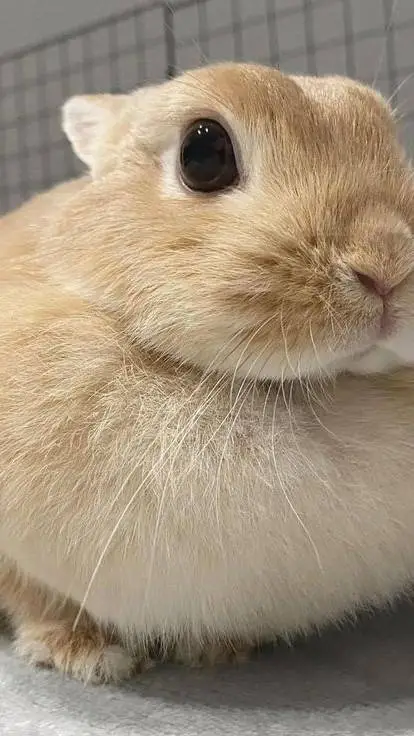 ai character: Lola background