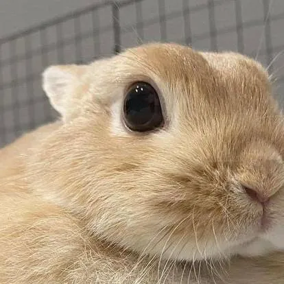 chat with ai character: Lola