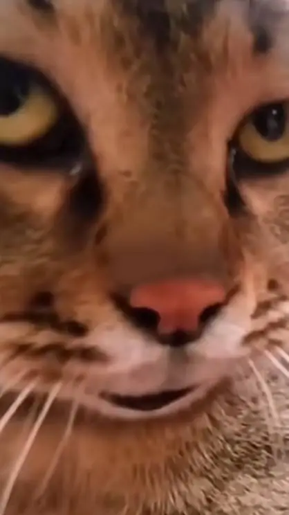 ai character: TALK IN CHAT!!  background