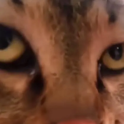 chat with ai character: TALK IN CHAT!! 