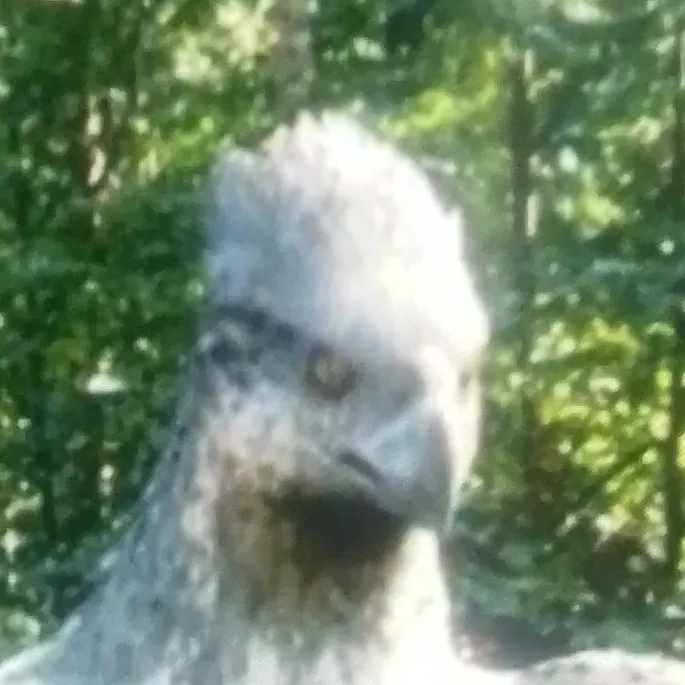 chat with ai character: Buckbeak 