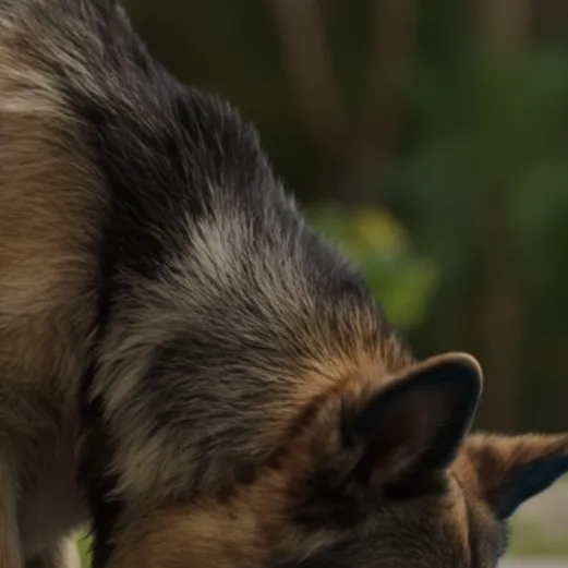 chat with ai character: GermanShepherdSwim