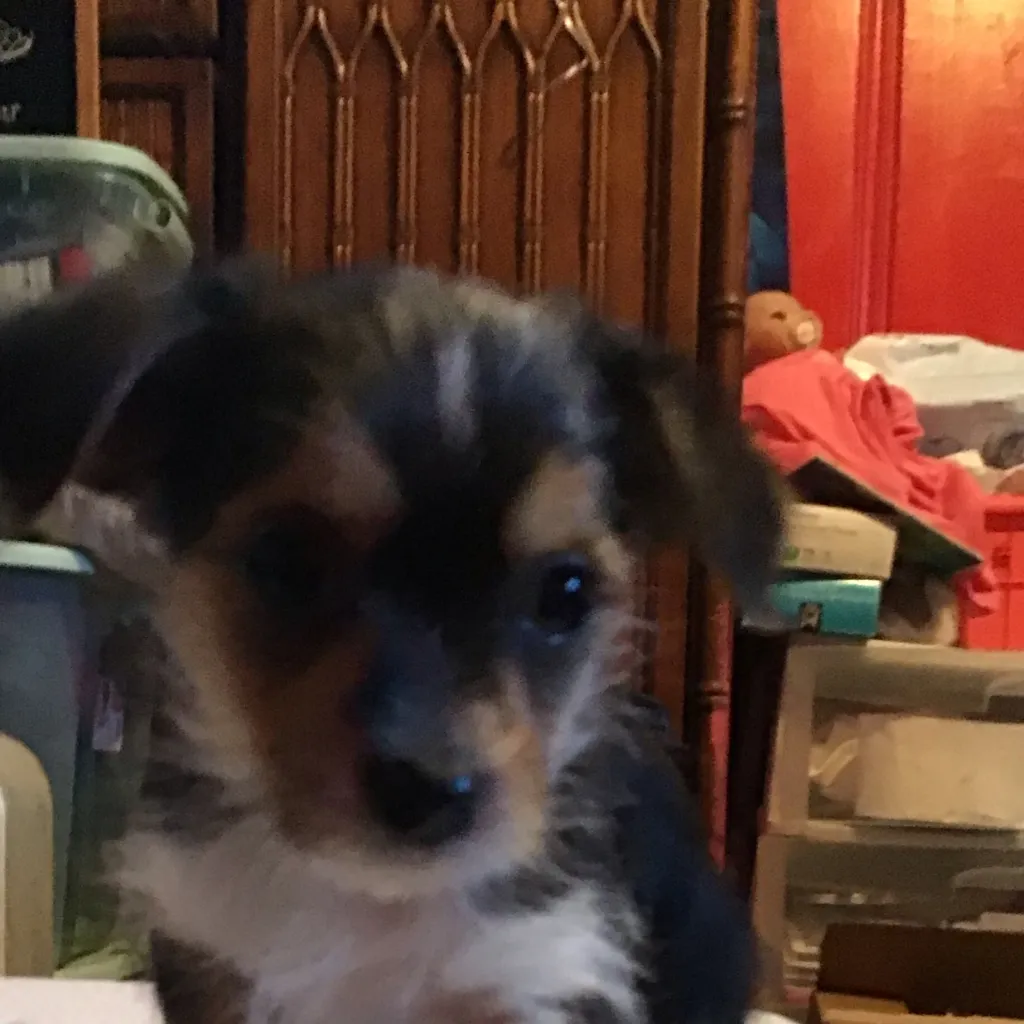 chat with ai character: ￼￼muffin