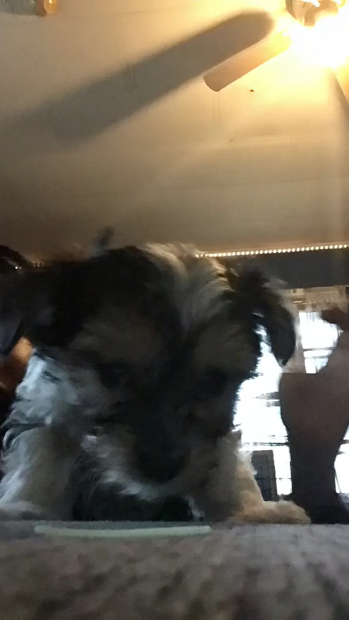 ai character: Onyx background