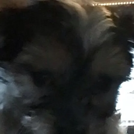 chat with ai character: Onyx