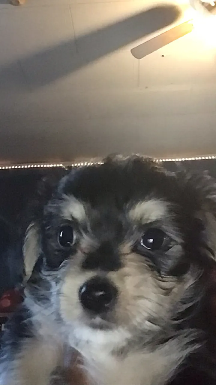 ai character: chonkers background