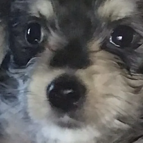 chat with ai character: chonkers