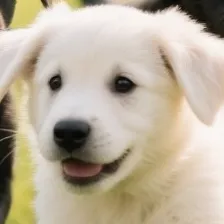 chat with ai character: 4 pups