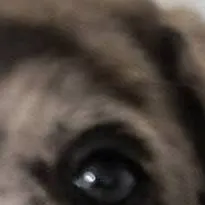 chat with ai character: animal hospital